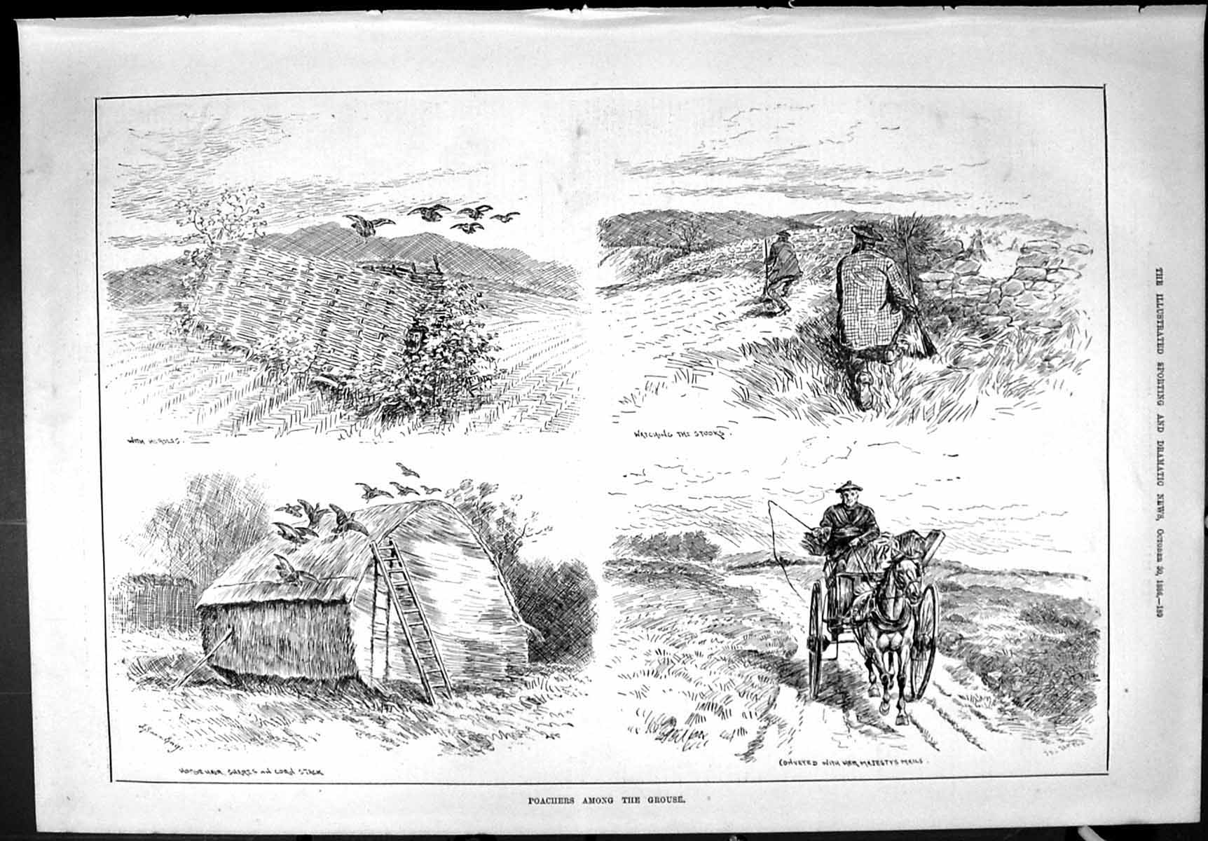 Old Sporting Dramatic News 1886 Poachers Grouse Hunting Stooks Corn S Victorian