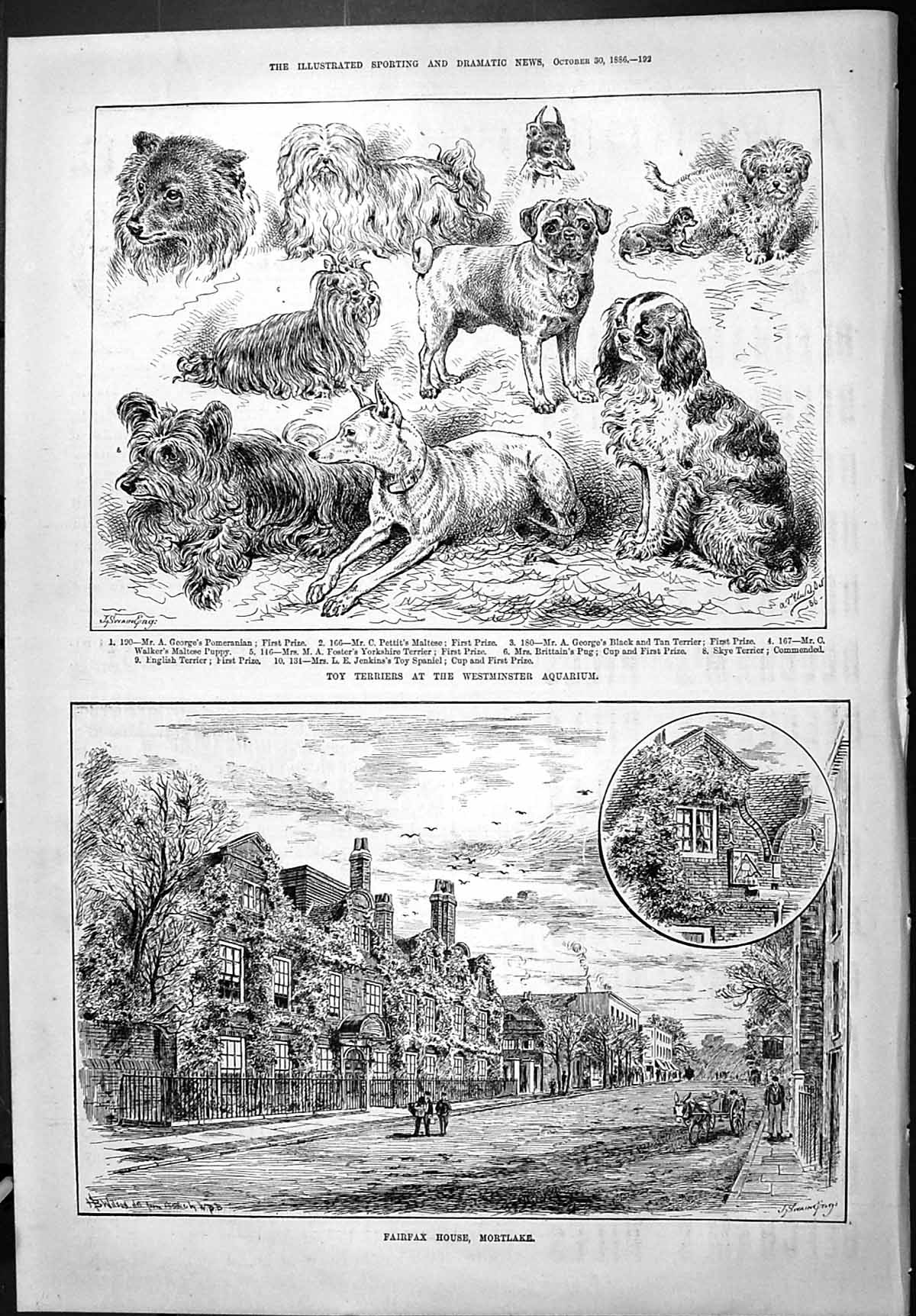 Old 1886 Toy Terriers Dog Westminster Aquarium Fairfax House Mortlake Victorian