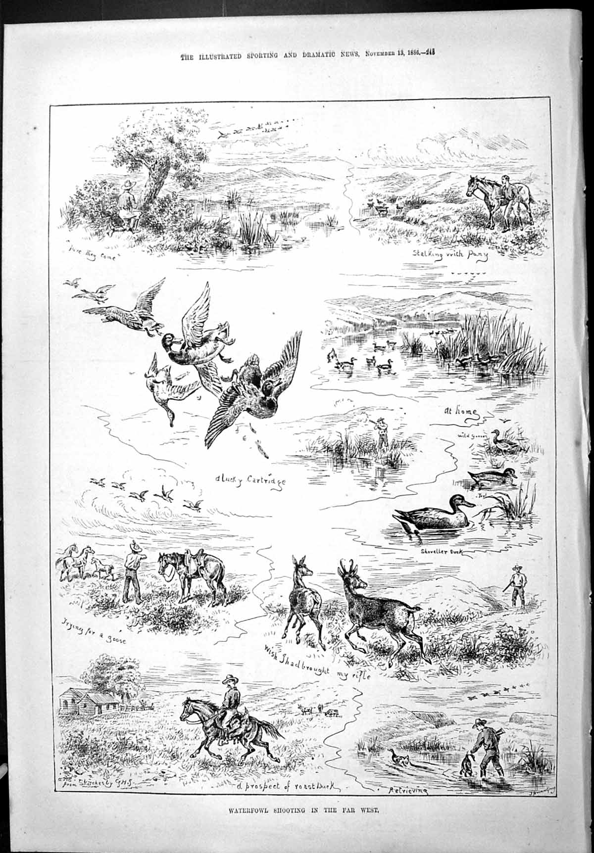 Old 1886 Waterfowl Shooting Canada Goose Birds Shoveller Duck Sport H Victorian