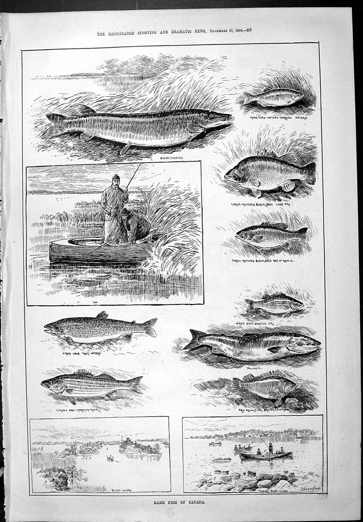 Old 1886 Game Fish Canada Bluff Island Salmon Red Rock Bass Herring M Victorian
