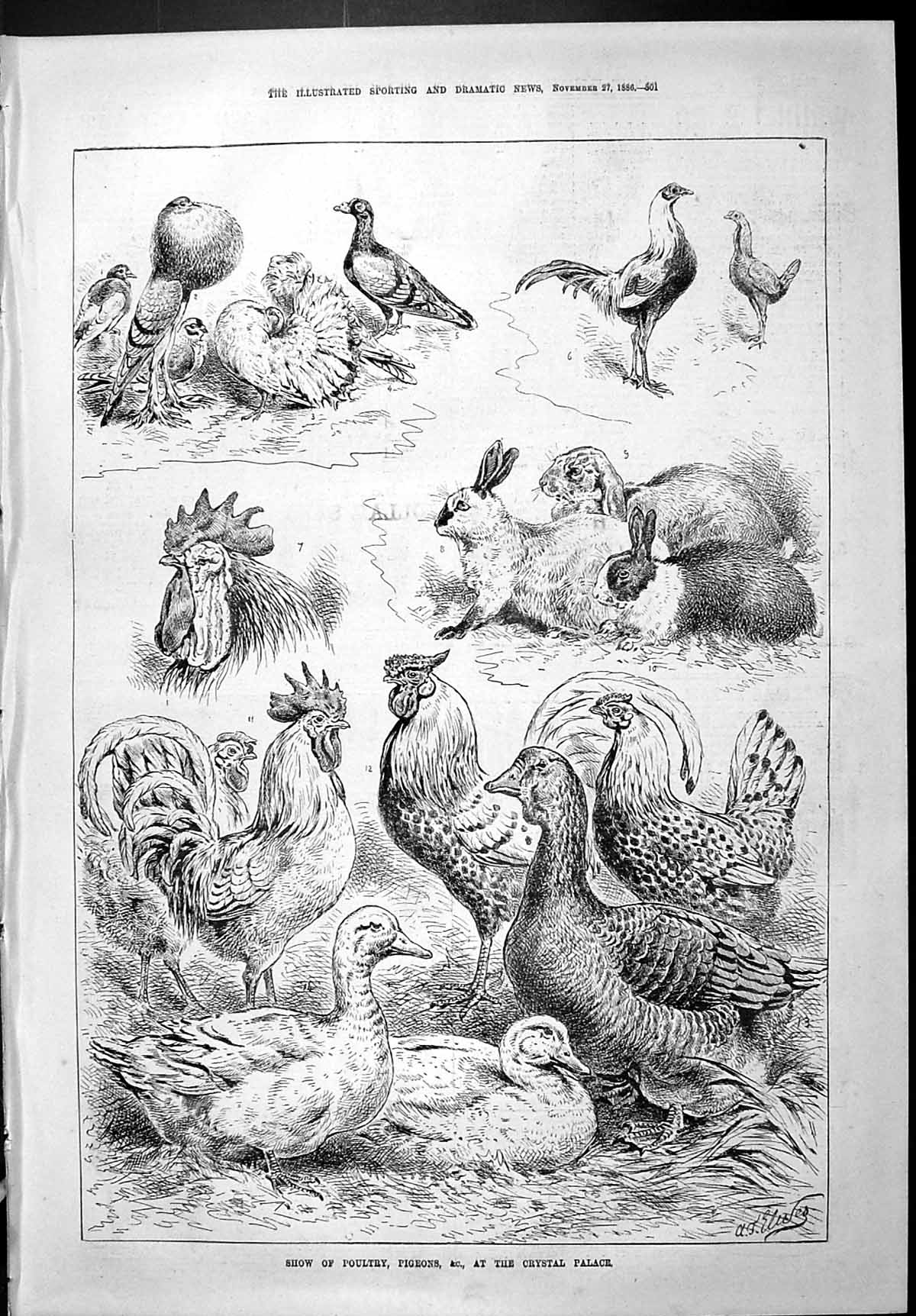 Old Sporting Dramatic News 1886 Show Poultry Pigeons Birds Crystal Pa Victorian