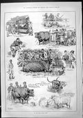 Old Sporting Dramatic News 1886 Cattle Show Aberdeen Steers Sheep Cap Victorian