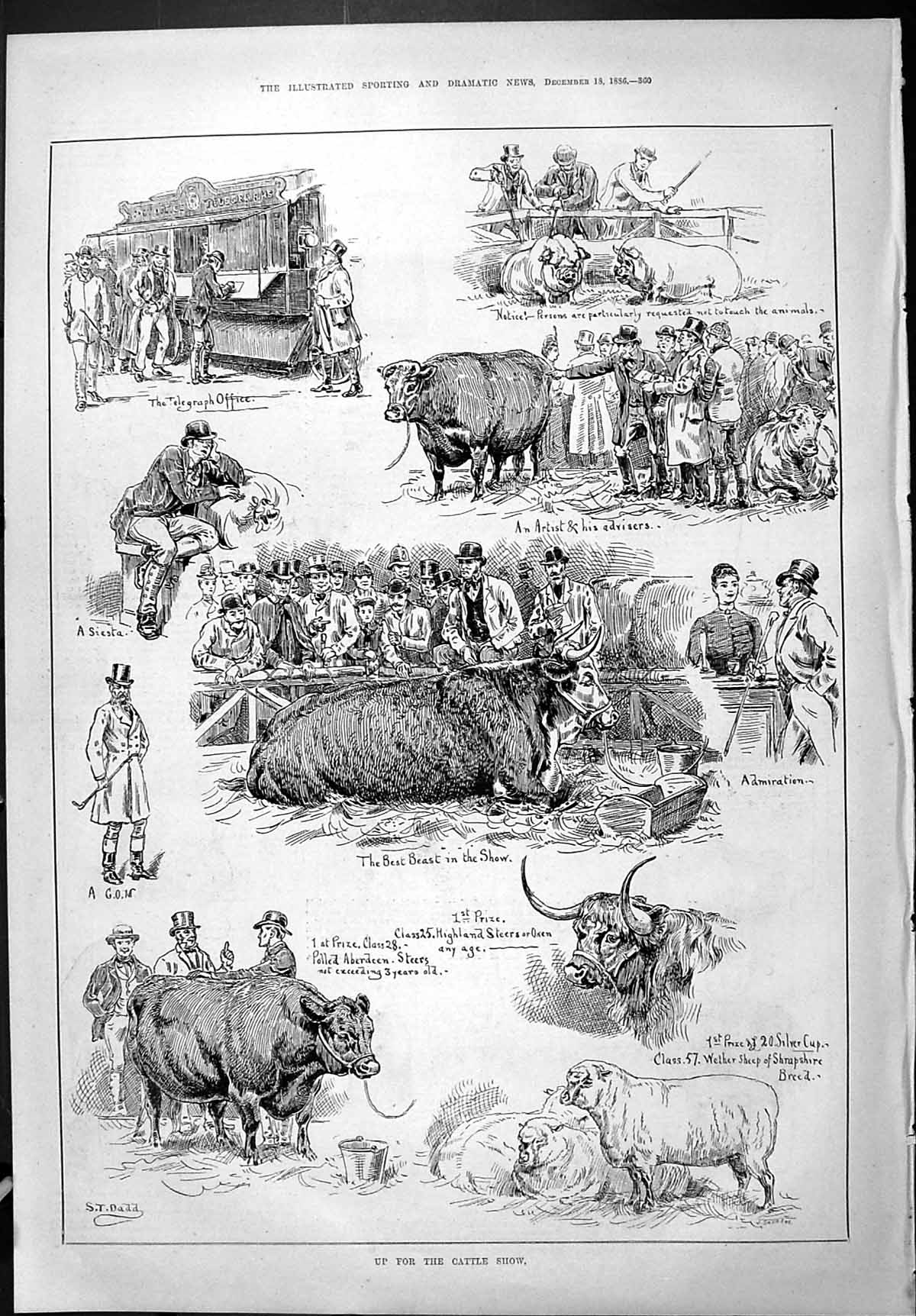Old Sporting Dramatic News 1886 Cattle Show Aberdeen Steers Sheep Cap Victorian