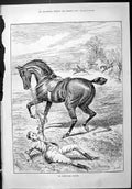 Old Sporting Dramatic News 1887 Horse Hunting Sport Man Fallen Countr Victorian