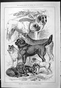 Old Captious Critic Globe Theatre 1887 Kennel Club Winter Show Dogs C Victorian