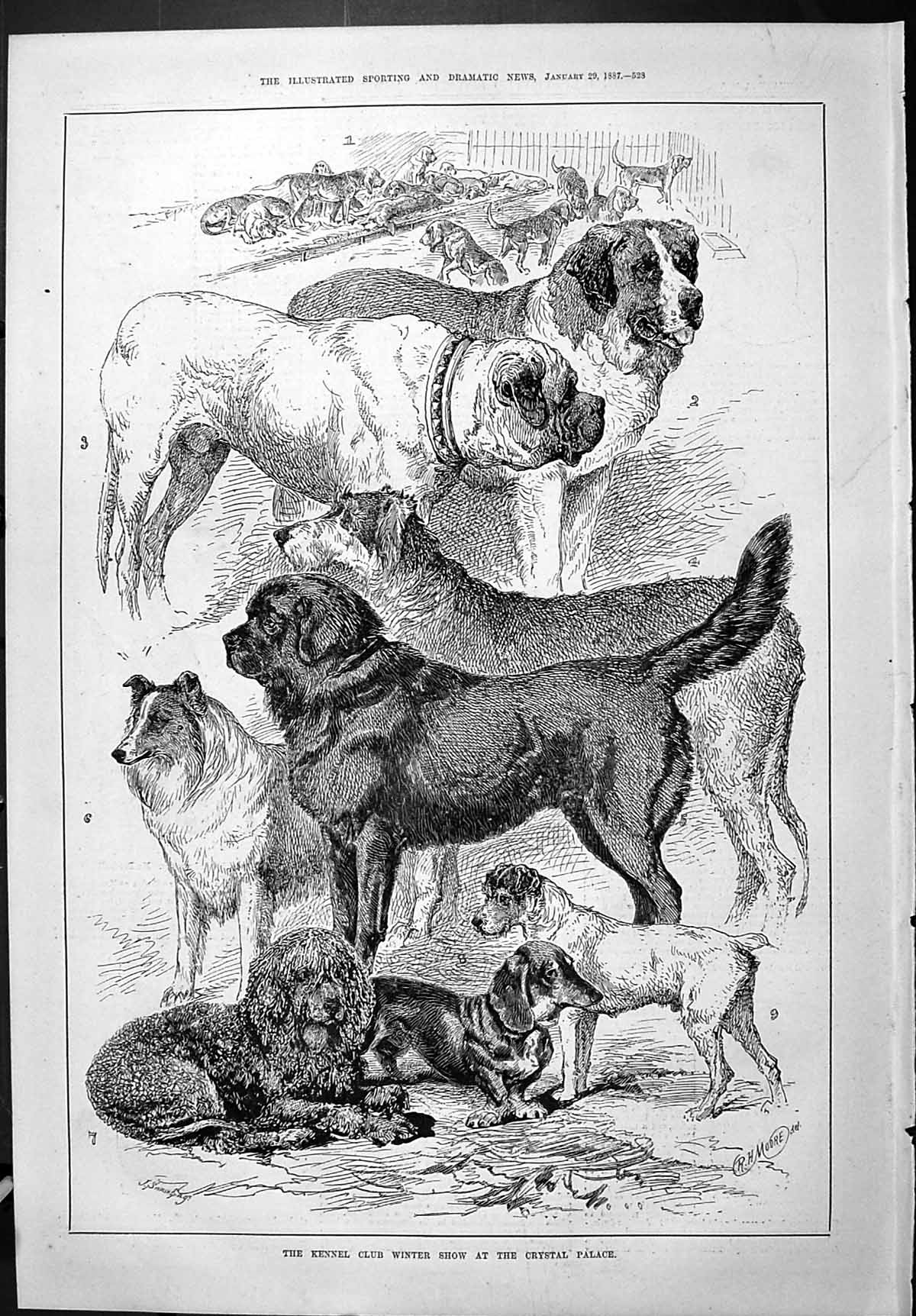 Old Captious Critic Globe Theatre 1887 Kennel Club Winter Show Dogs C Victorian