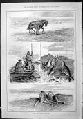 Antique Print Sporting Dramatic News 1887 Seal Shooting River Clyde Hunting