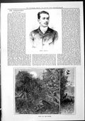 Old Print Sporting Dramatic News 1887 Count Armanci Sport Birds Moonlight 19th