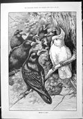 Old Sporting Dramatic News 1887 Friends Foes Swain Black Birds Cockat Victorian