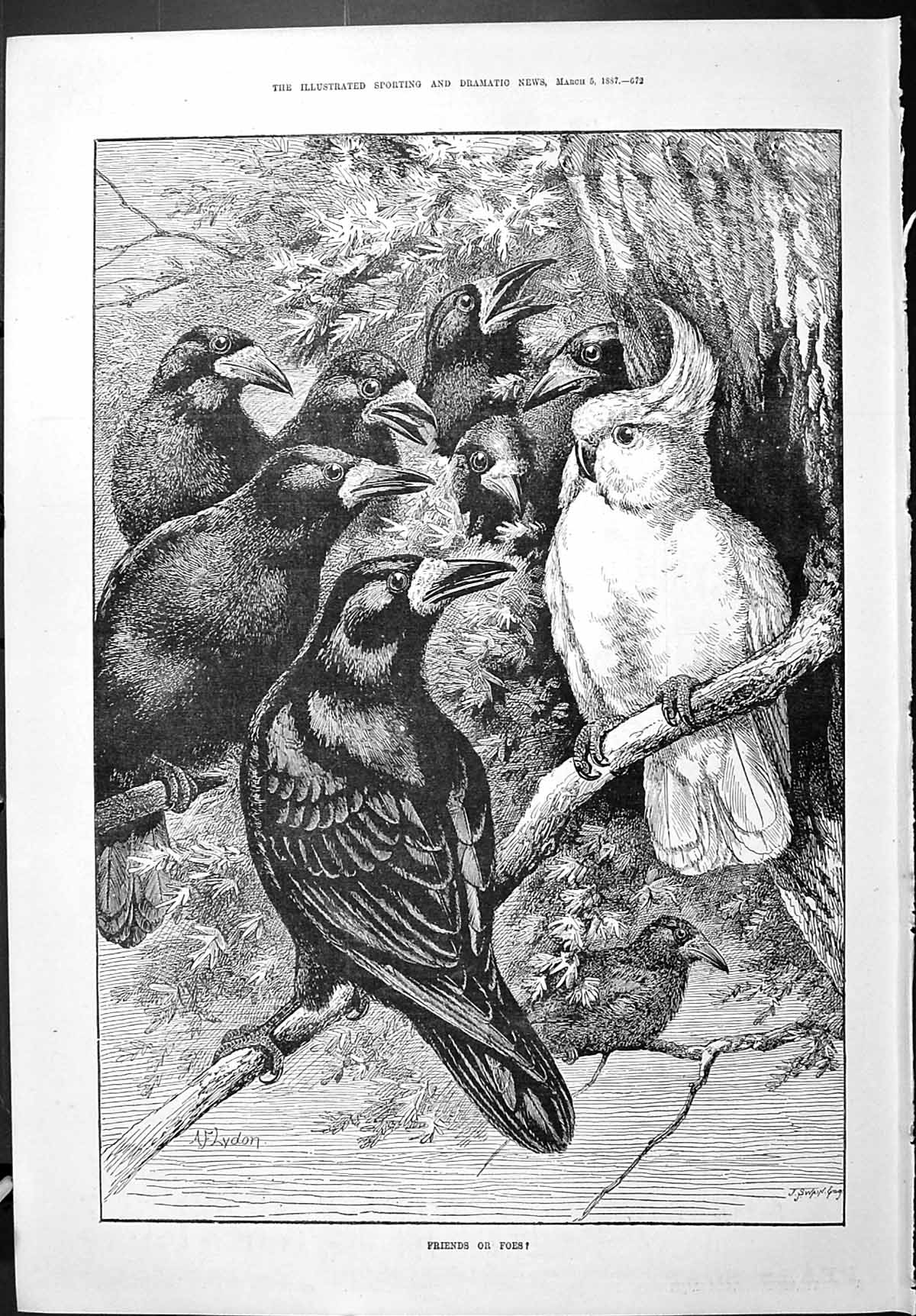 Old Sporting Dramatic News 1887 Friends Foes Swain Black Birds Cockat Victorian