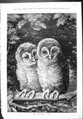 Old Print Sporting Dramatic News 1886 Rustic Courtship Owls Birds Holmes 19th