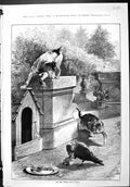 Old Sporting Dramatic News 1886 On The Watch Dog Cat Bird Kennel Moor Victorian
