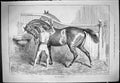 Antique Old Print 1887 Base Ingratitude Horse Biting Stable Boy Stall Swain