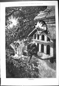 Original Old Antique Print 1887 Moonlighters Cats Bird Box Dove Moonlight Scene