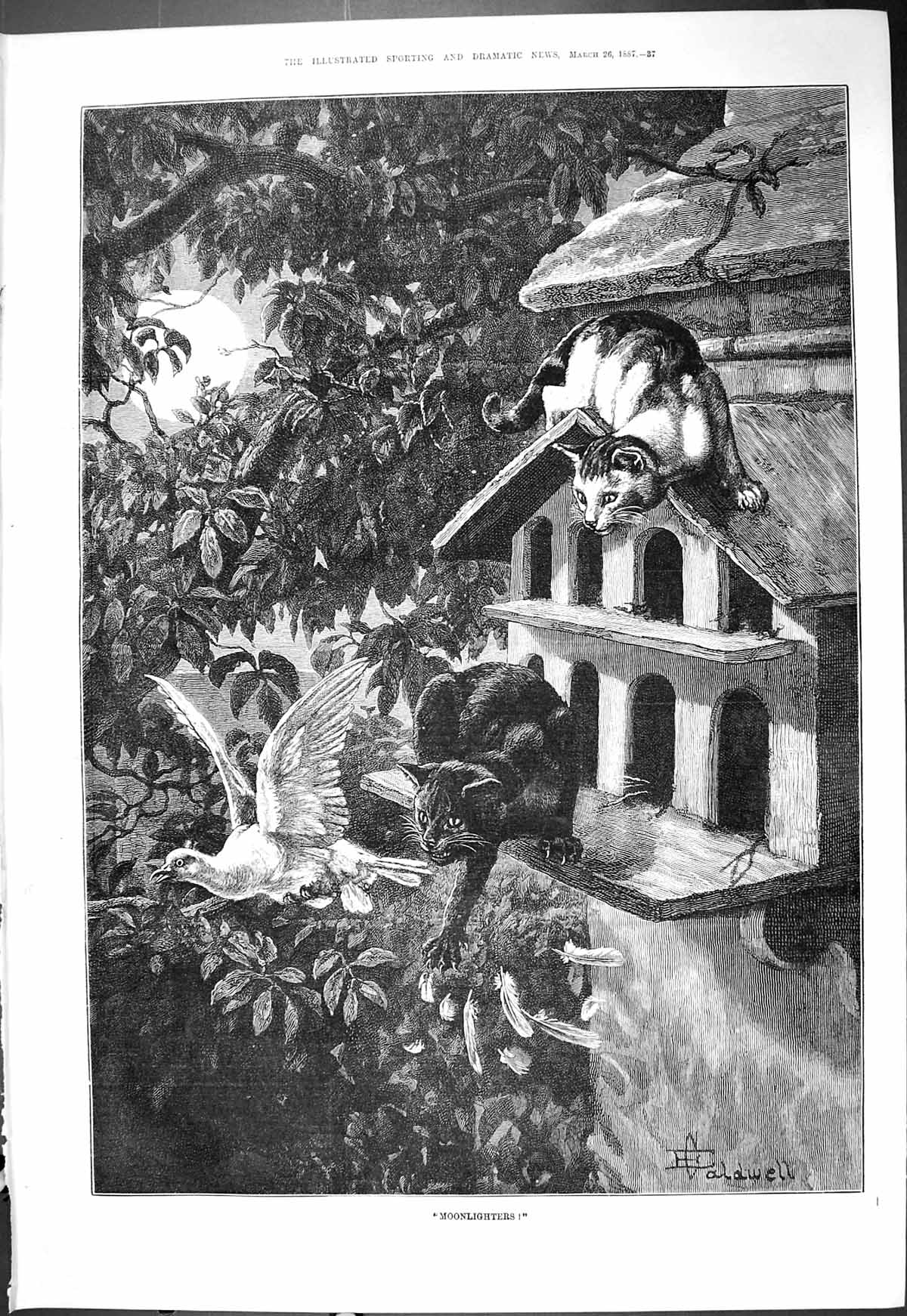 Original Old Antique Print 1887 Moonlighters Cats Bird Box Dove Moonlight Scene