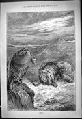 Original Old Antique Print 1887 Nemesis Vulture Bird Prey Lion Wild Animals