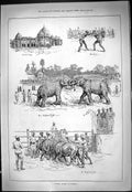 Old Theatre Critic1887 Jubilee Sport Baroda Elephant Fight College Wr Victorian
