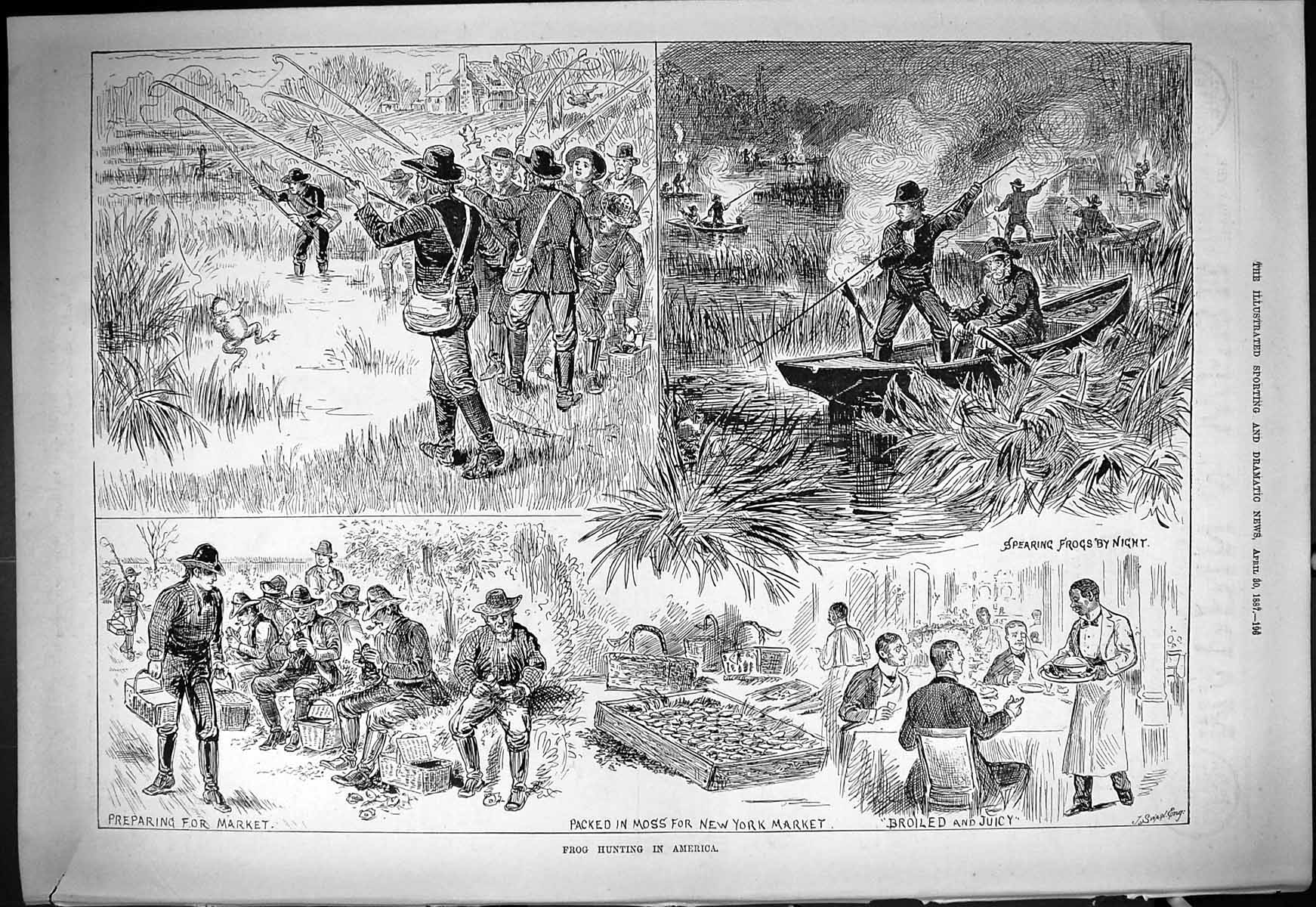 Original Old Antique Print 1887 Frog Hunting Spearing America New York Market