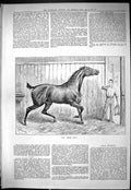 Original Old Antique Print 1887 Horse Stable Scene Jockey Food Bucket Victorian