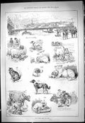 Antique Old Print 1887 Livestock Show Ayr Animals Dog Cat Indian Cow Farmers