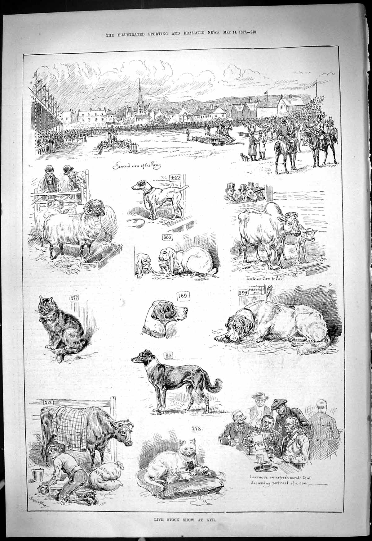 Antique Old Print 1887 Livestock Show Ayr Animals Dog Cat Indian Cow Farmers