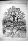Original Old Antique Print Dollis Brook Hendon Horse Coach Trees 1887 Swain