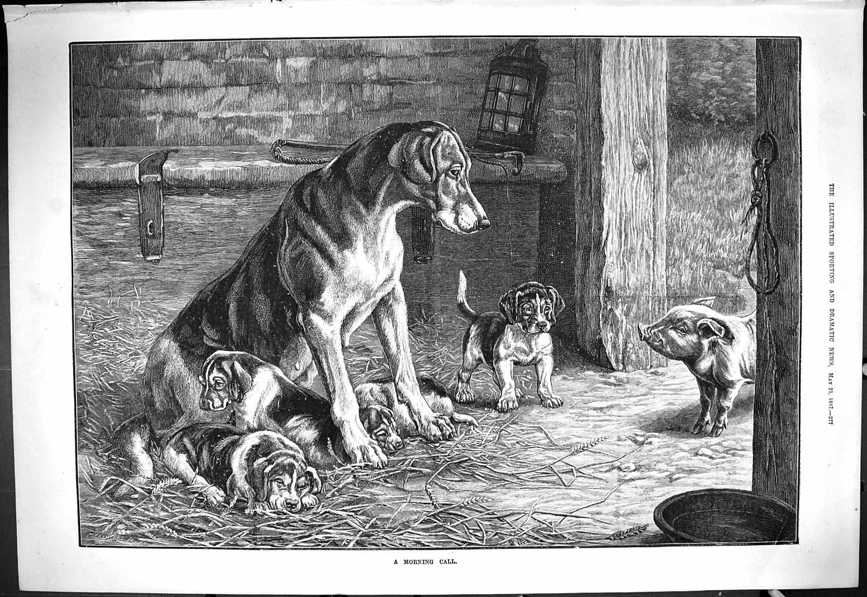 Old Print 1887 Fine Art Morning Call Hounds Puppy Dogs Farmyard Barn Pig 19th