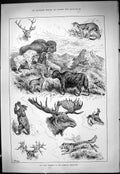 Antique Print 1887 Big Game Trophies American Exhibition Bear Buffalo Moose