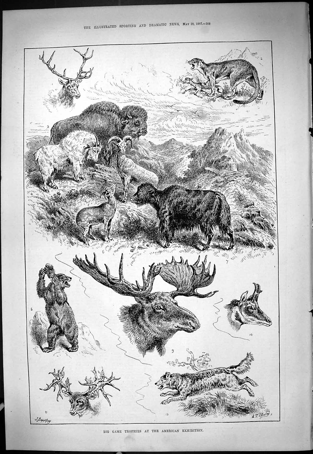 Antique Print 1887 Big Game Trophies American Exhibition Bear Buffalo Moose