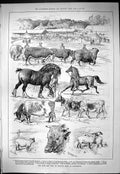 Old Bath Agricultural Show Dorchester Skinner Hambro Freeman Animals