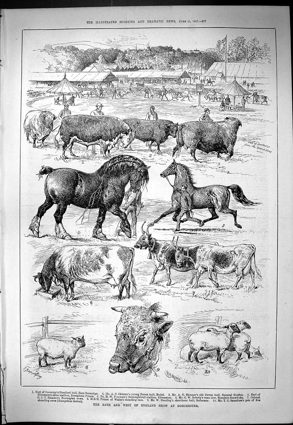 Old Bath Agricultural Show Dorchester Skinner Hambro Freeman Animals