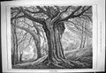 Original Old Antique Print Trees Burnham Beeches Lady Forest Scene 1887 19th