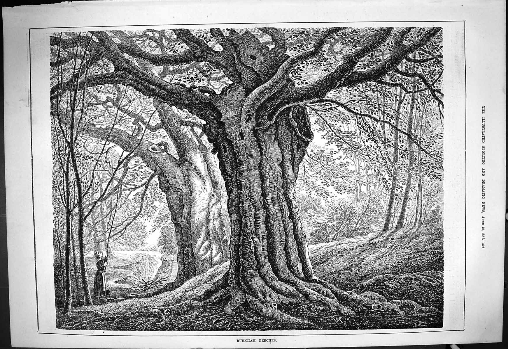Original Old Antique Print Trees Burnham Beeches Lady Forest Scene 1887 19th