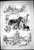 Antique Old Print 1887 Kennel Club Summer Show Barn Elms Ranelagh Swain Moore