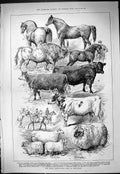 Old Royal Agricultural Show Newcastle Animals Crawford Wilson Balfour
