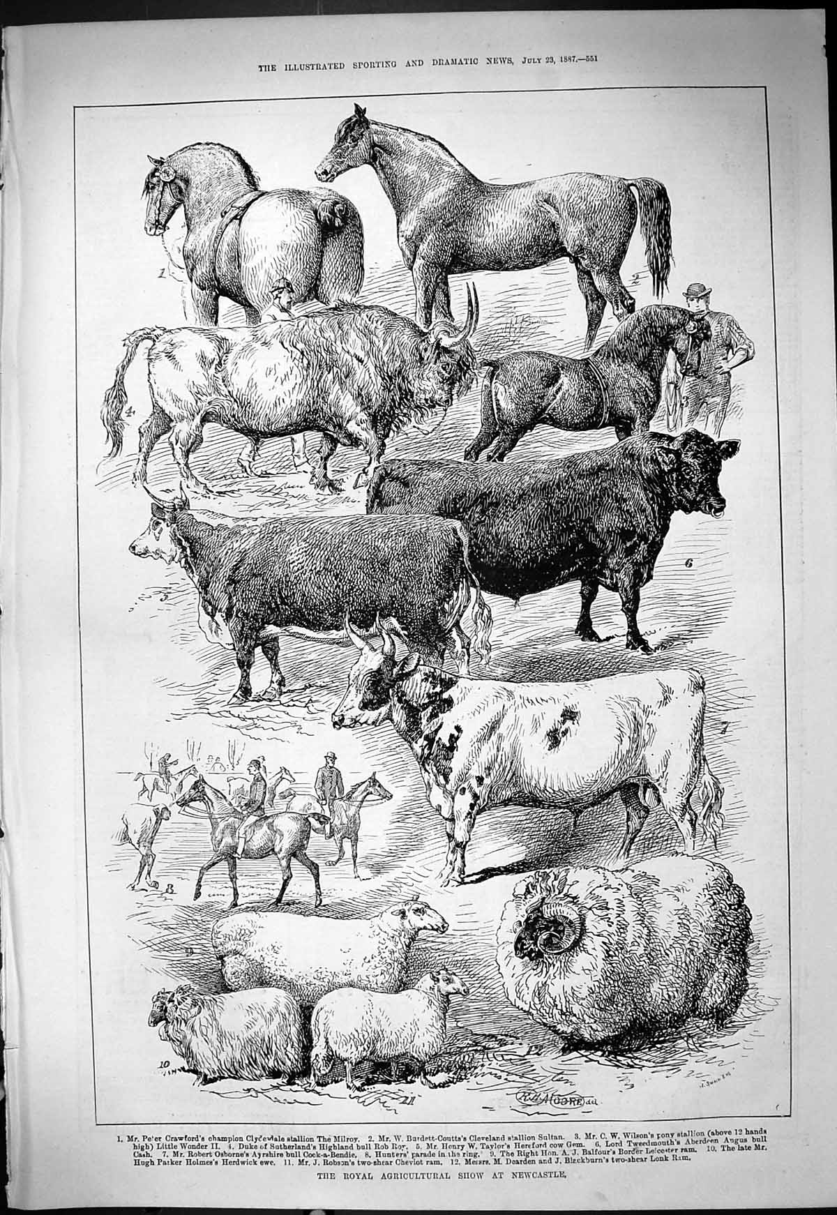Old Royal Agricultural Show Newcastle Animals Crawford Wilson Balfour