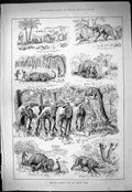 Original Old Antique Print Elephant Hunting Hamran Arabs Encampment Sport 1887