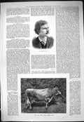 Antique Old Print Dog Fox Prize Jersey Bull 1887 Portrait Mr Joseph Tapley 19th