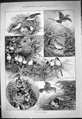 Old Theatre Critic Bernhardt 1887 Birds Nests Wrens Blackcaps Tailed Victorian
