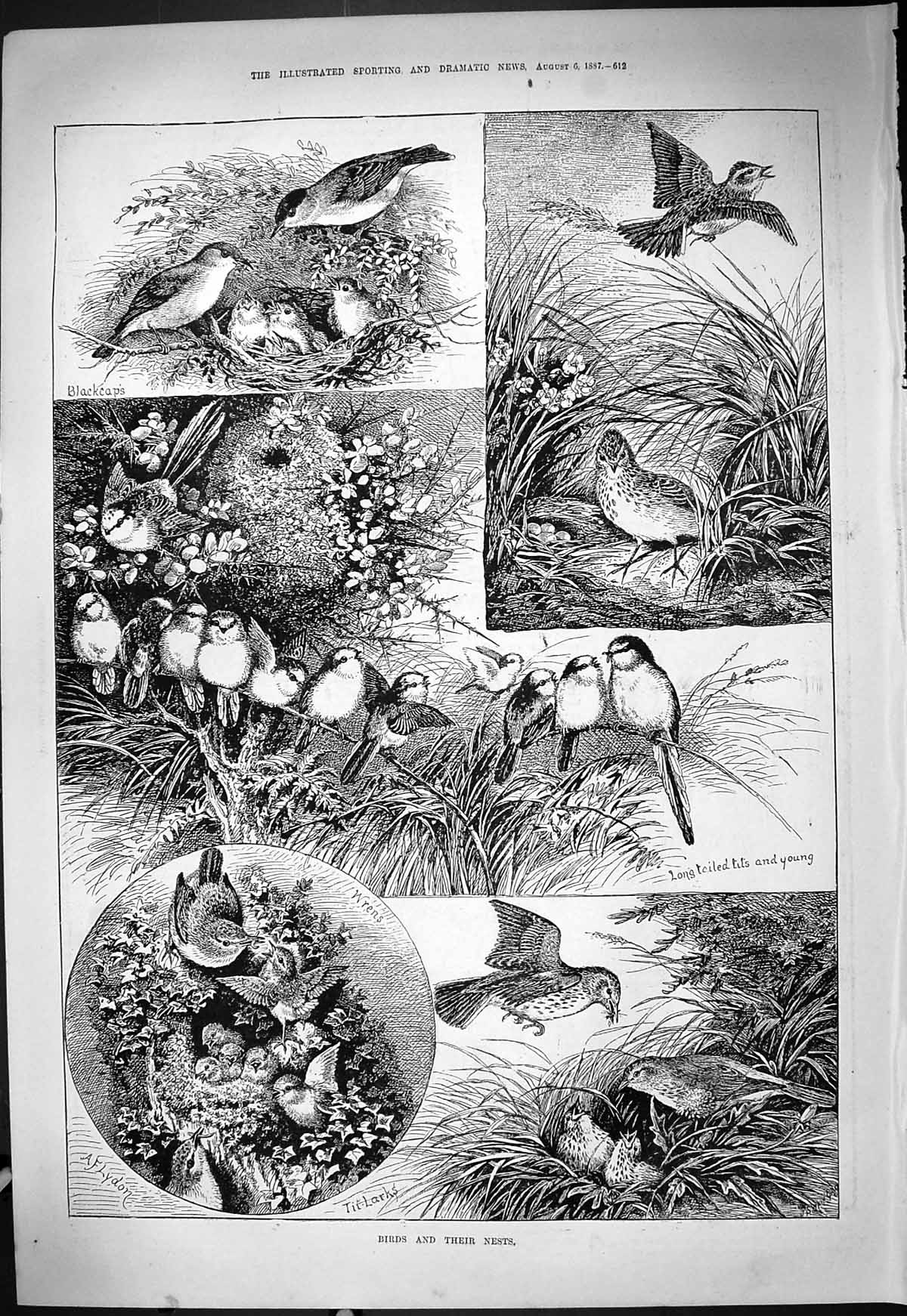 Old Theatre Critic Bernhardt 1887 Birds Nests Wrens Blackcaps Tailed Victorian