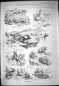 Old 1887 Sport Thibet Hunting Mashabroom Peak Wild Yaks Burrul Horses Victorian