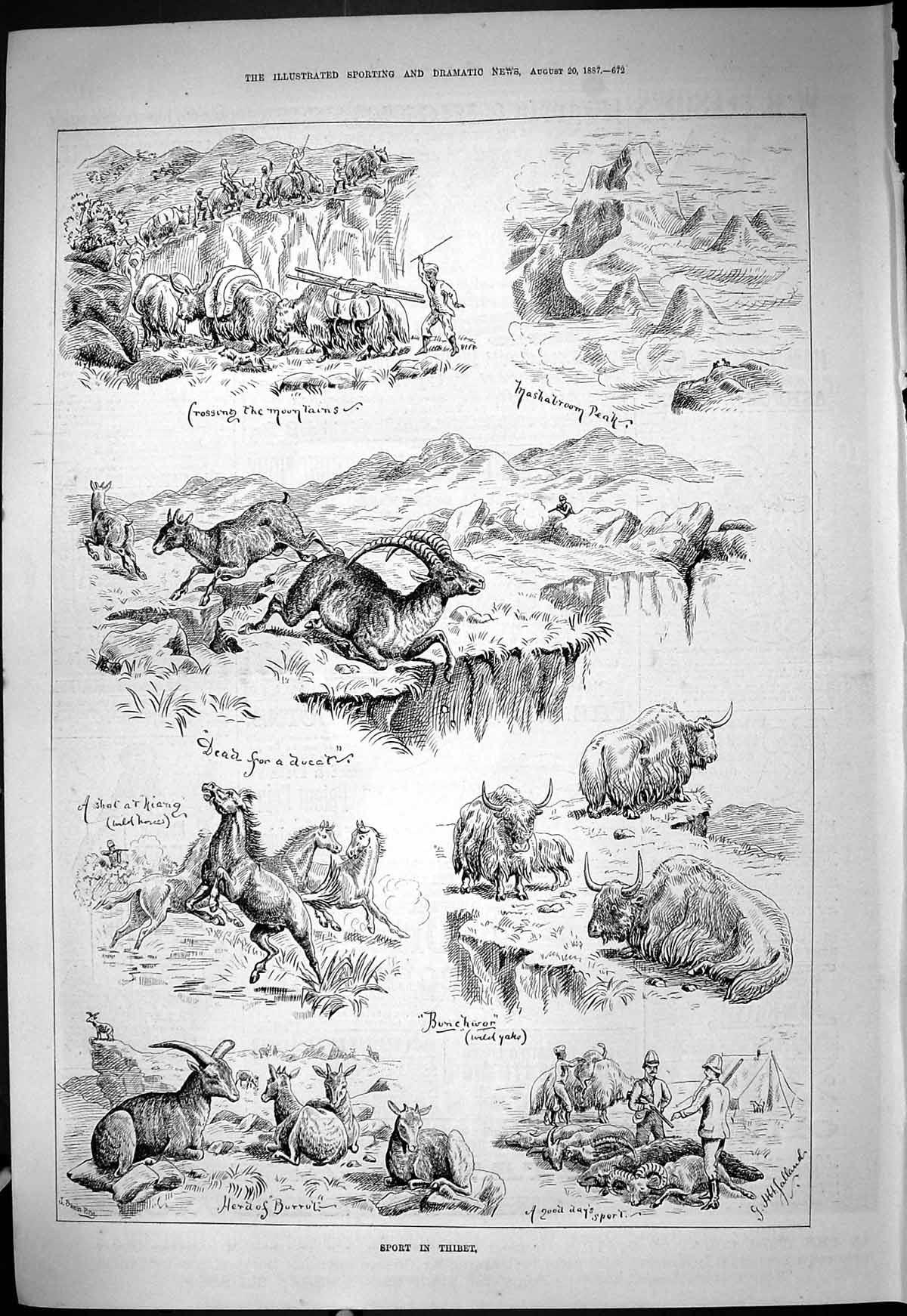 Old 1887 Sport Thibet Hunting Mashabroom Peak Wild Yaks Burrul Horses Victorian
