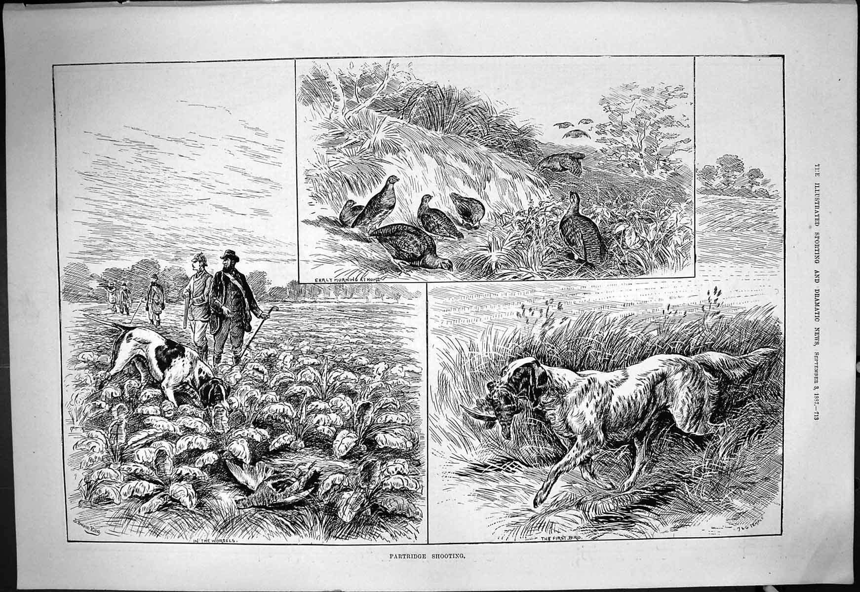 Old Antique Print Partridge Shooting Birds Hunting Sport Hounds Dogs 1887 19th