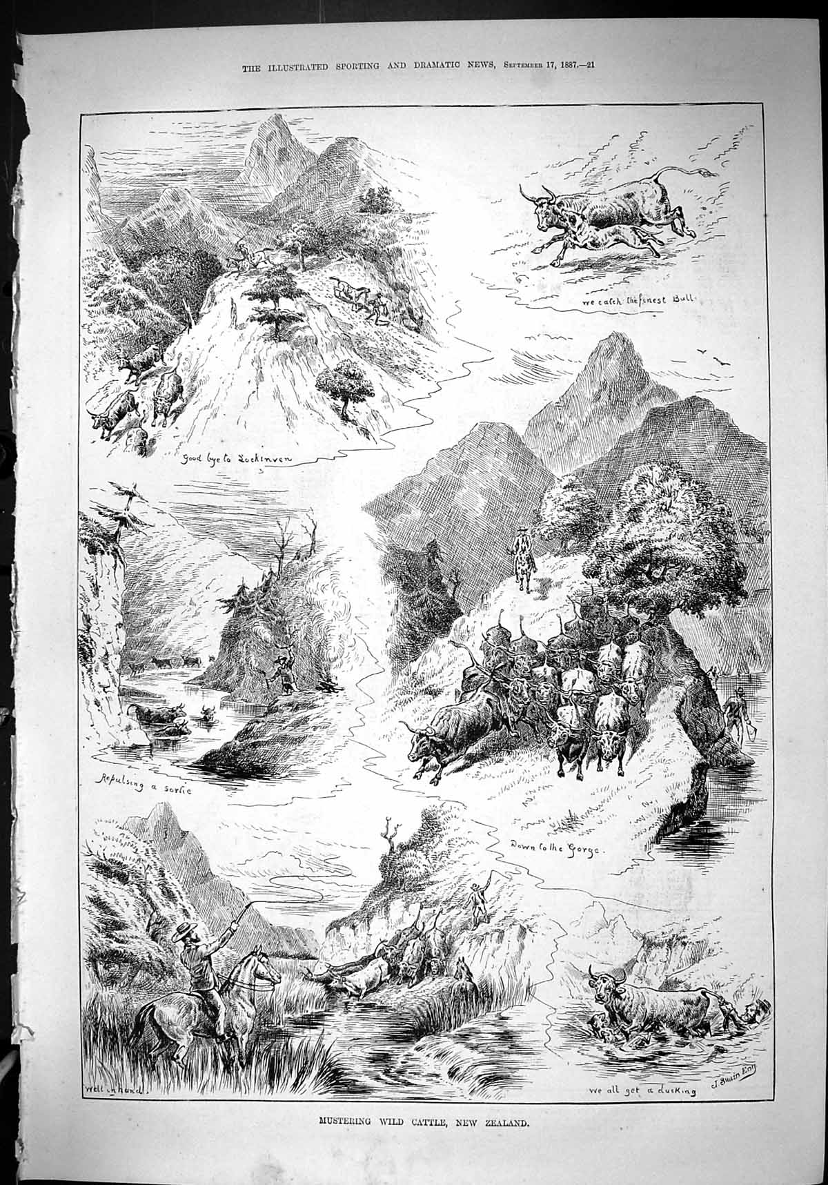 Old Antique Print Mustering Wild Cattle Bull New Zealand Mountains 1887 19th
