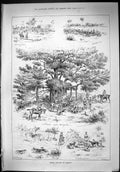 Antique Old Print 1887 Jackal Hunting Tirhoot Banyan Tree Horses Hounds Sport