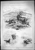 Original Old Antique Print Deer Stalking Hunting Mountains Dogs Sport 1887 19th
