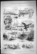 Old Print Theatre Critic 1887 Planters Life Tirhoot Birds Indigo Animals 19th