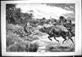 Antique Old Print 1887 Rescue Wild Animals Hunting Lion Bison Calf Caldwell