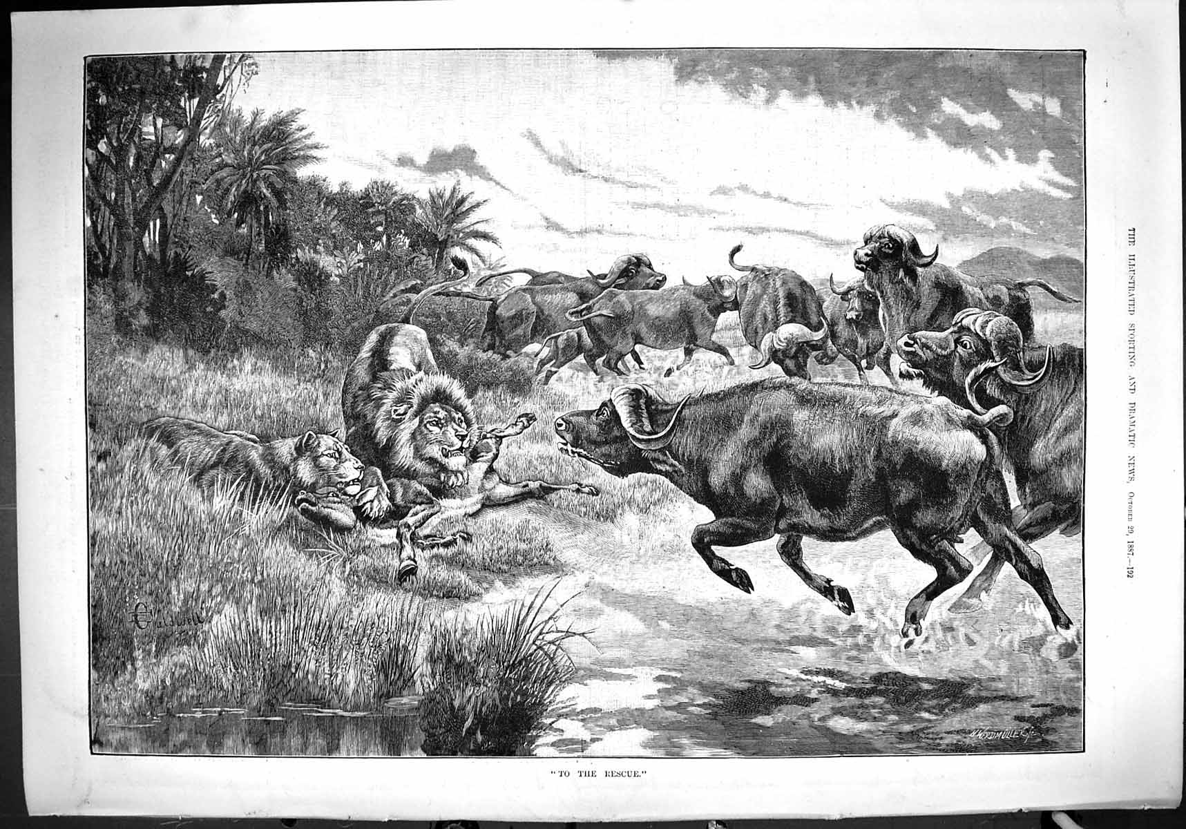 Antique Old Print 1887 Rescue Wild Animals Hunting Lion Bison Calf Caldwell