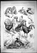 Antique Print 1887 Poultry Rabbit Pigeon Show Crystal Palace Birds Animals 19th